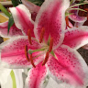 Meet your Posher, Debbie